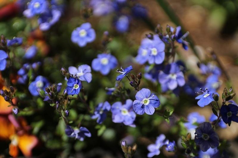 春の青い花 我が家のお花